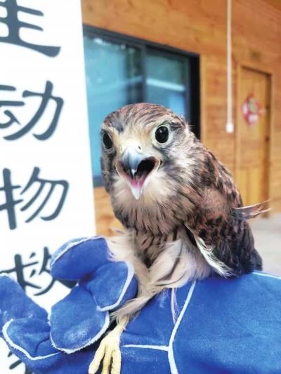 郑州市救助的红隼数量明显增多且有候鸟变为留鸟的趋势